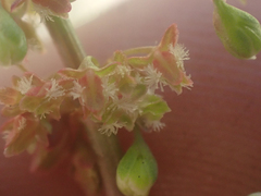Rumex californicus