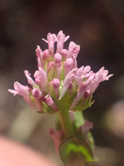 Plectritis ciliosa