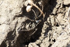 Pardosa groenlandica