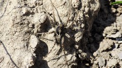 Pardosa groenlandica
