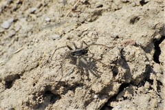 Pardosa groenlandica