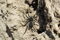 Pardosa groenlandica