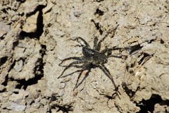Pardosa groenlandica