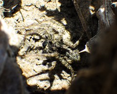 Pardosa groenlandica
