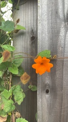 Thunbergia gregorii