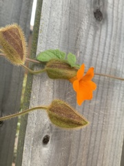 Thunbergia gregorii