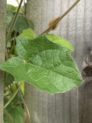 Thunbergia gregorii
