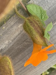 Thunbergia gregorii
