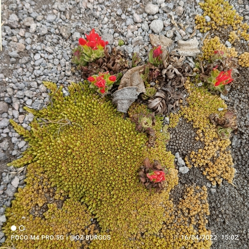 Arenaria bryoides (Arenaria bryoides)