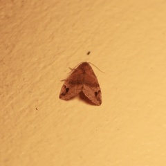 Ozarba melanodonta
