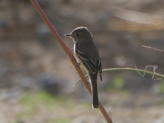 Empidonax wrightii