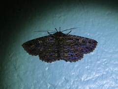 Anisoneura