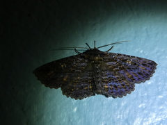 Anisoneura