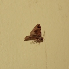Ozarba melanodonta