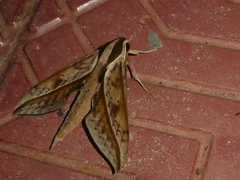 Xylophanes cyrene