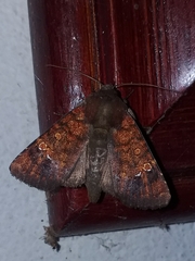Eriopyga ditissima