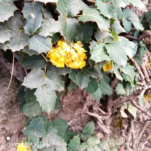 Berberis alpina (Berberis alpina)