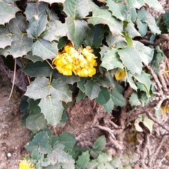 Berberis alpina