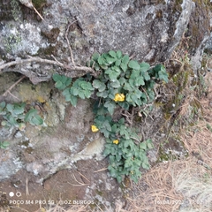 Berberis alpina