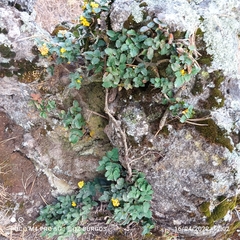 Berberis alpina