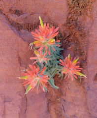 Castilleja scabrida
