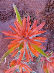 Castilleja scabrida