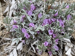 Astragalus tridactylicus