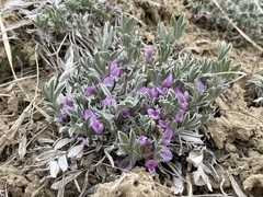 Astragalus tridactylicus
