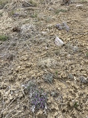 Astragalus tridactylicus