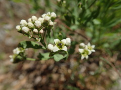 Comandra umbellata californica
