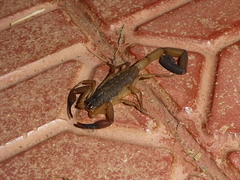 Centruroides edwardsii