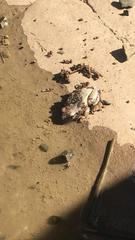 Crinia parinsignifera