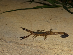 Centruroides edwardsii