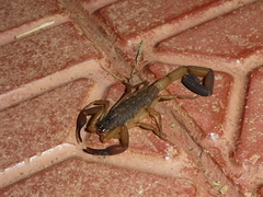 Centruroides edwardsii