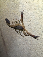 Centruroides edwardsii