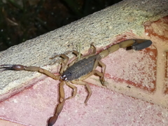 Centruroides edwardsii