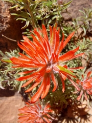 Castilleja scabrida