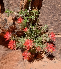 Castilleja scabrida