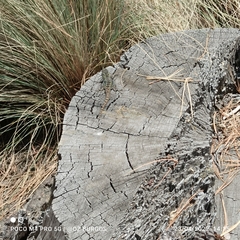 Sceloporus anahuacus