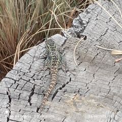 Sceloporus anahuacus
