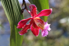 Sobralia dichotoma