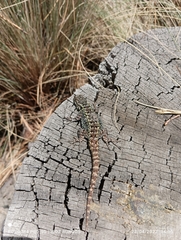 Sceloporus anahuacus