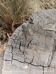Sceloporus anahuacus