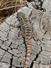 Sceloporus anahuacus