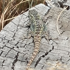 Sceloporus anahuacus