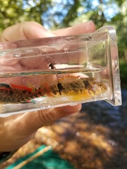 Etheostoma blennius