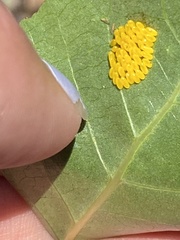 Chrysomela confluens