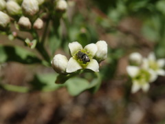 Comandra umbellata californica