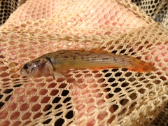 Etheostoma virgatum