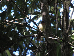 Leptopogon rufipectus